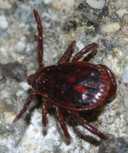 Zecca